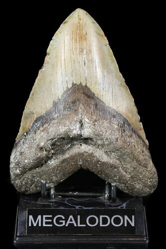 Huge, Megalodon Tooth - North Carolina #52288